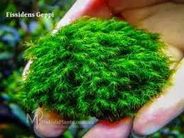 Attēlu rezultāti vaicājumam “Amblystegium serpens macro”