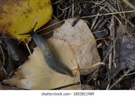 Attēlu rezultāti vaicājumam “Krynickillus melanocephalus”