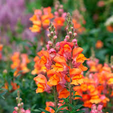 Attēlu rezultāti vaicājumam “Antirrhinum majus flower”
