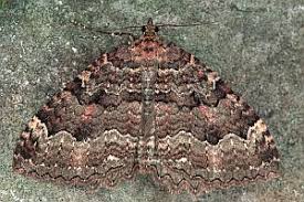 Attēlu rezultāti vaicājumam “Triphosa dubitata”