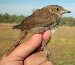 Attēlu rezultāti vaicājumam “Erithacus rubecula juvenile”