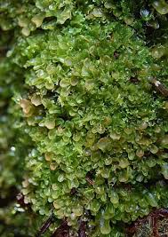 Attēlu rezultāti vaicājumam “Riccardia incurvata”