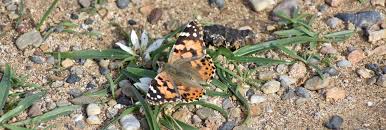 Attēlu rezultāti vaicājumam “Vanessa cardui underside”