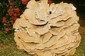 Attēlu rezultāti vaicājumam “Bondarzewia mesenterica”