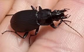 Attēlu rezultāti vaicājumam “Pterostichus niger”