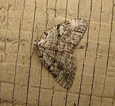 Attēlu rezultāti vaicājumam “Perizoma bifaciata”