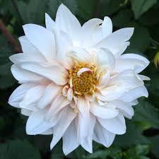 Image result for Dahlia Darkarin`