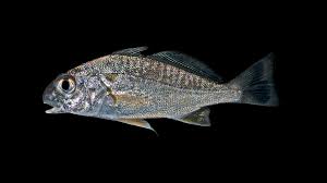 Image result for Leiostomus xanthurus