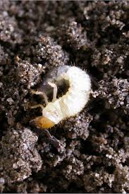 Attēlu rezultāti vaicājumam “Phyllopertha horticola imago”