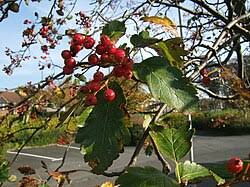 Attēlu rezultāti vaicājumam “Sorbus intermedia fruit”