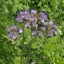 Attēlu rezultāti vaicājumam “Phacelia tanacetifolia leaf”
