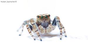 Attēlu rezultāti vaicājumam “Evarcha falcata”