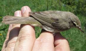 Attēlu rezultāti vaicājumam “Phylloscopus collybita”