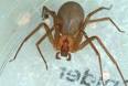 Brown recluse spider