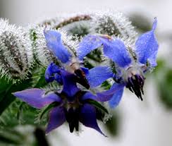Image result for Borago officinalis