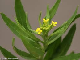 Attēlu rezultāti vaicājumam “Erysimum cheiranthoides leaf”