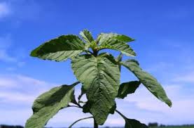 Attēlu rezultāti vaicājumam “Amaranthus retroflexus leaf”
