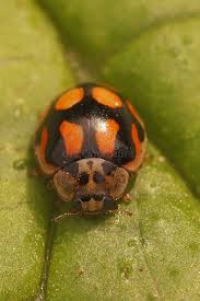 Attēlu rezultāti vaicājumam “Adalia decempunctata”