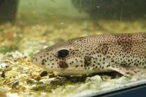 Image result for Scyliorhinus canicula