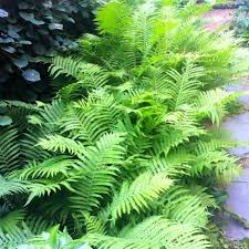 Attēlu rezultāti vaicājumam “Matteuccia struthiopteris”