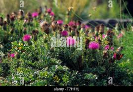Attēlu rezultāti vaicājumam “Cirsium acaule fruit”