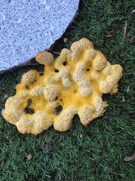 Attēlu rezultāti vaicājumam “Fuligo septica var. rosea young”