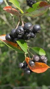 Attēlu rezultāti vaicājumam “Aronia melanocarpa fruit”