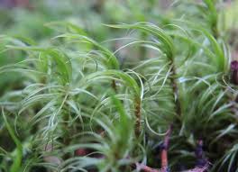 Attēlu rezultāti vaicājumam “Dicranum majus”