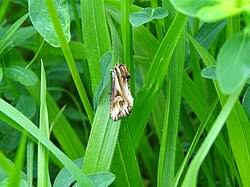 Attēlu rezultāti vaicājumam “Actinotia polyodon”