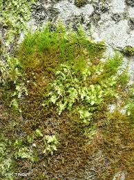 Attēlu rezultāti vaicājumam “Pseudoleskeella nervosa”