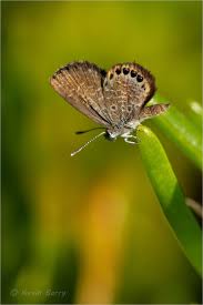 Attēlu rezultāti vaicājumam “Everes argiades underside”