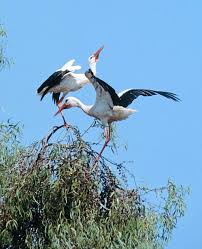 Attēlu rezultāti vaicājumam “Ciconia ciconia”