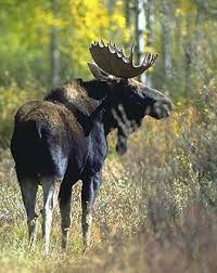 Attēlu rezultāti vaicājumam “Alces alces”