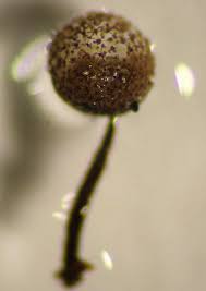 Attēlu rezultāti vaicājumam “Cribraria piriformis macro”