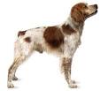 Brittany Spaniel for Sale