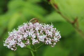 Attēlu rezultāti vaicājumam “Quercus robur female flower”