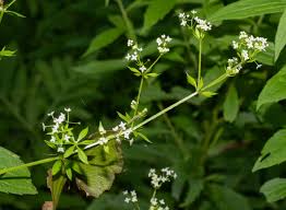 Attēlu rezultāti vaicājumam “Galium triflorum leaf”