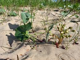 Attēlu rezultāti vaicājumam “Petasites spurius”