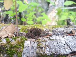 Attēlu rezultāti vaicājumam “Stemonitis fusca var. nigrescens stalked”