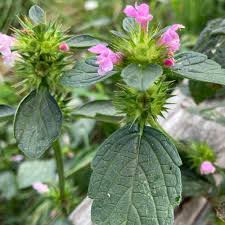 Attēlu rezultāti vaicājumam “Galeopsis tetrahit”