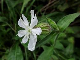 Attēlu rezultāti vaicājumam “Silene latifolia subsp. alba flower”