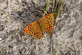 Attēlu rezultāti vaicājumam “Argynnis adippe”