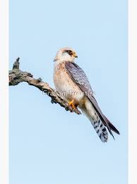 Image result for Falco vespertinus