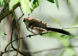 Attēlu rezultāti vaicājumam “Aegithalos caudatus”