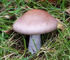 Attēlu rezultāti vaicājumam “Lepista sp.”