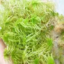 Attēlu rezultāti vaicājumam “Sphagnum contortum”