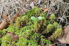 Attēlu rezultāti vaicājumam “Sphagnum wulfianum”