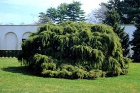Attēlu rezultāti vaicājumam “Tsuga canadensis”