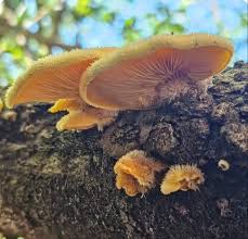 Attēlu rezultāti vaicājumam “Phyllotopsis nidulans”