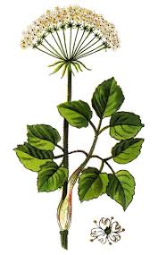 Attēlu rezultāti vaicājumam “Laserpitium latifolium leaf”